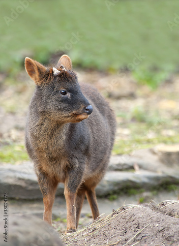 Close up of a Male Pudu