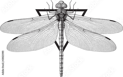 Dragonfly