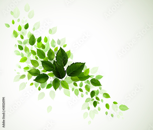branch with fresh green leaves
