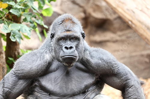 Fototapeta Gorilla - silverback gorilla