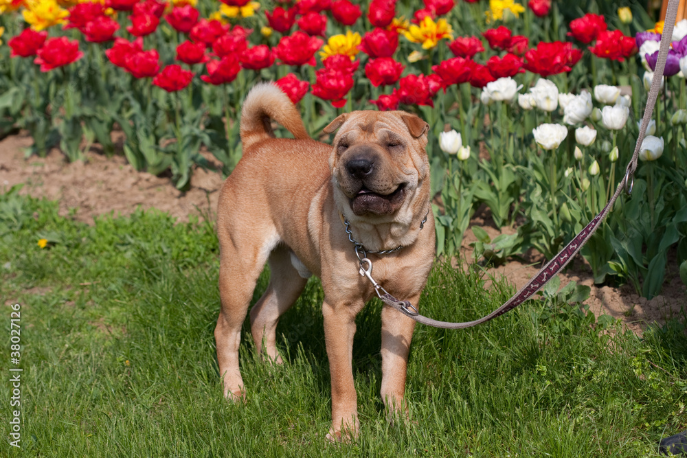 sharpei dog in park with tulips