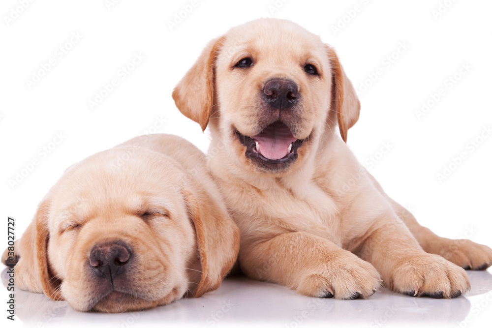 two adorable little labrador retriever puppies two adorable little labrador retriever puppies