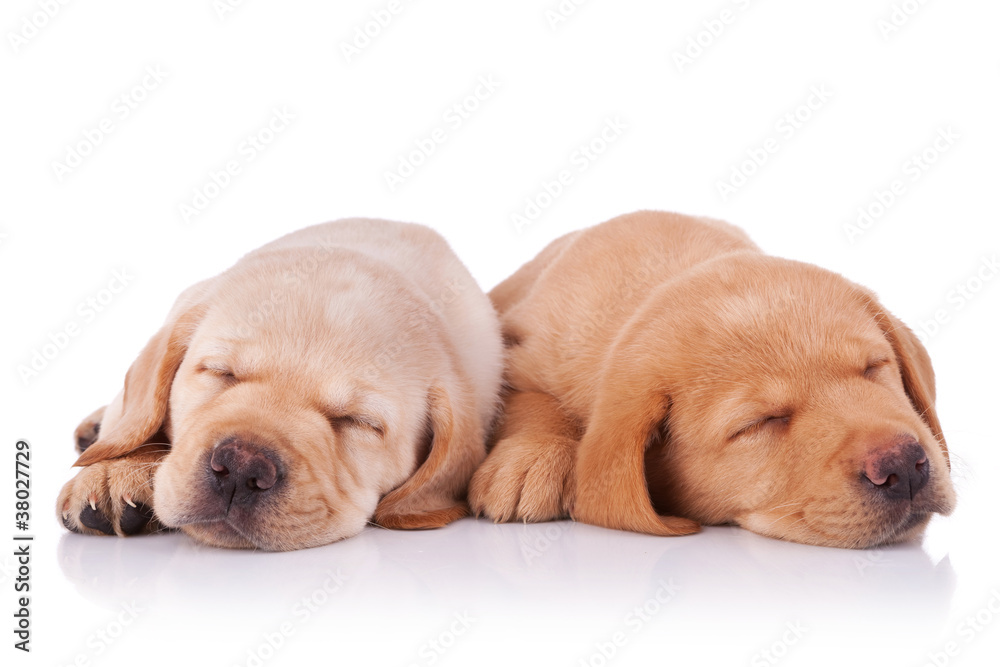 two tired labrador retriever puppies two tired labrador retriever puppies