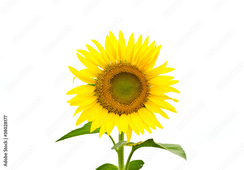 isolated sunflower over white background isolated sunflower over white background