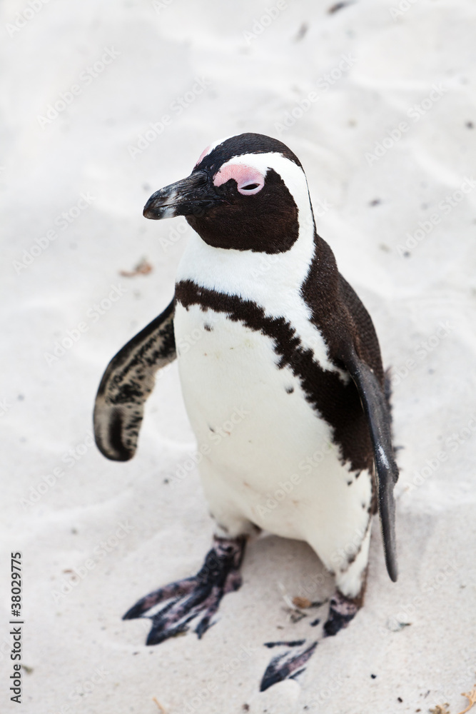 Obraz premium Black-footed african penguin in close up
