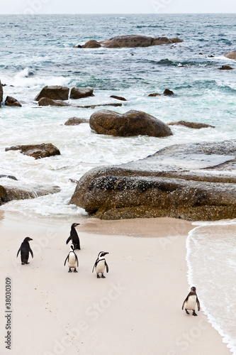 Black-footed african penguins on the beach