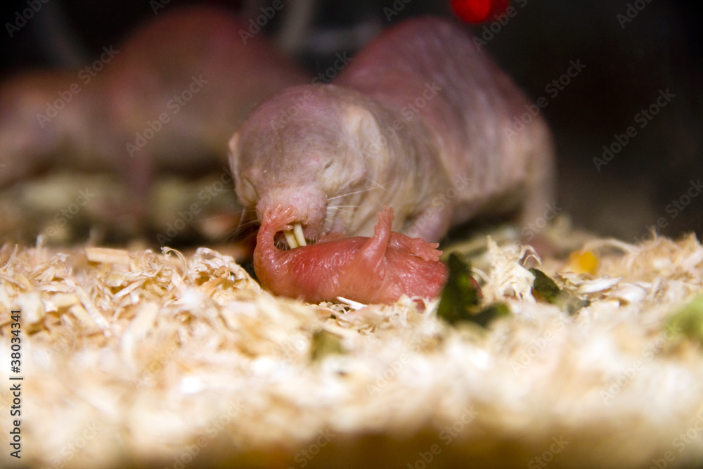 Naked mole rat (Heterocephalus glaber) parting a newborn baby Stock Photo |  Adobe Stock