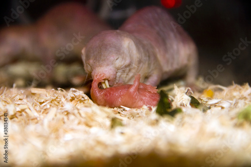 Naked mole rat (Heterocephalus glaber) parting a newborn baby photo