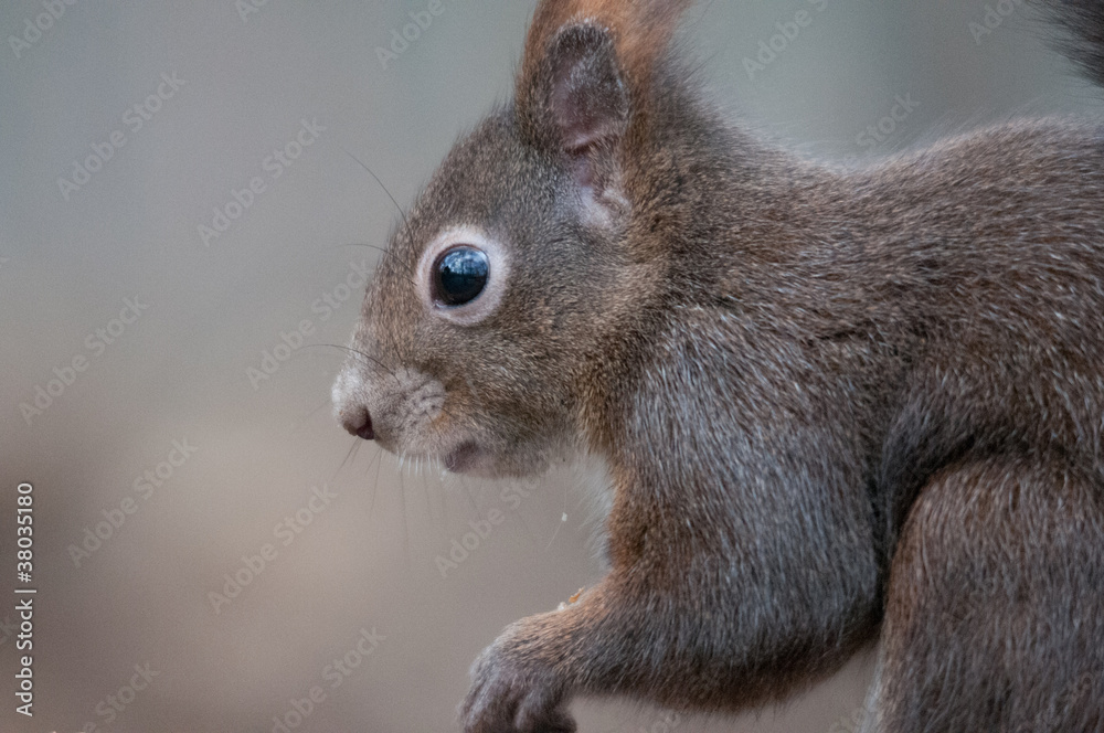 Obraz premium Eichenkater