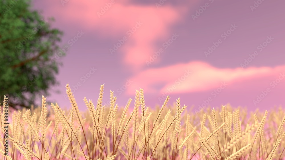 Fototapeta premium Wheat Field