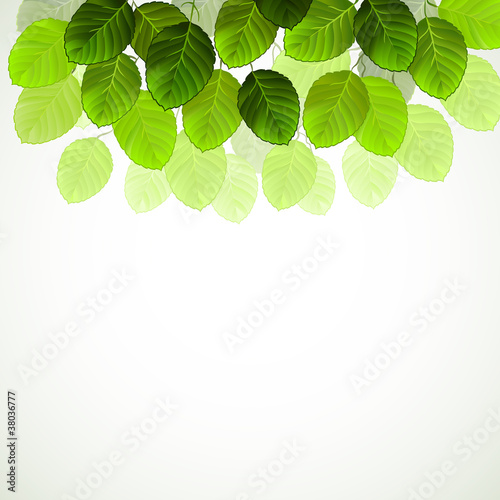 hanging branch with fresh green leaves