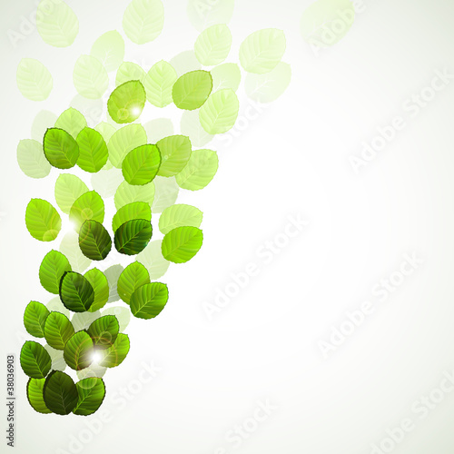 The growing branch with fresh green leaves