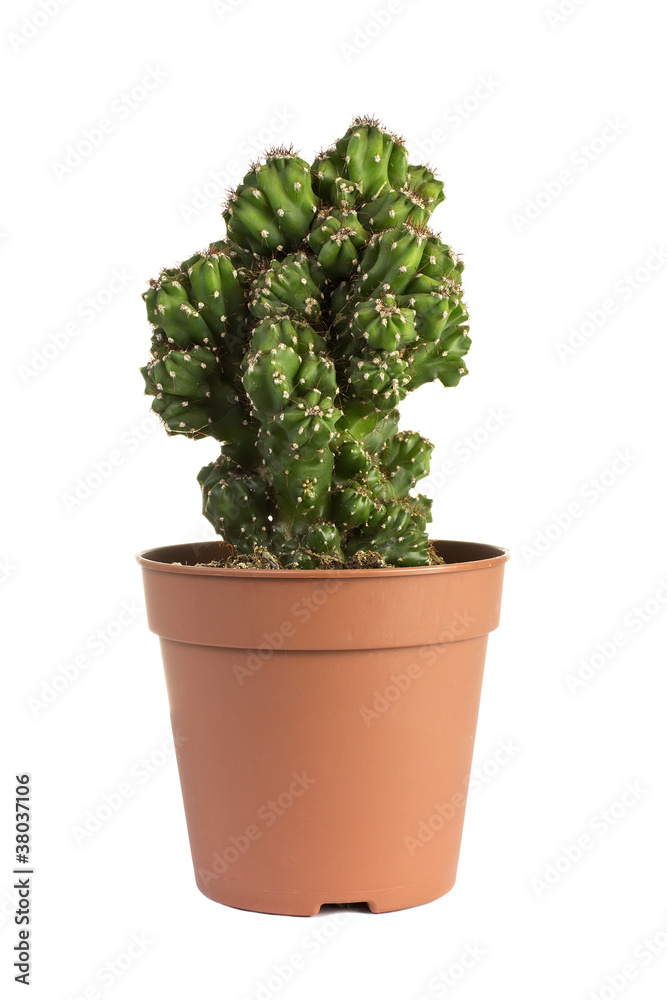 Cactus. Cactus.