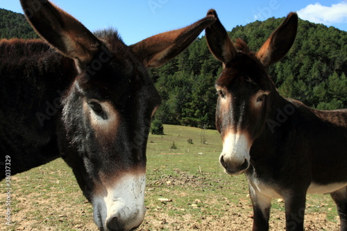 Donkeys  from Teruel Aragon Spain © ANADEL