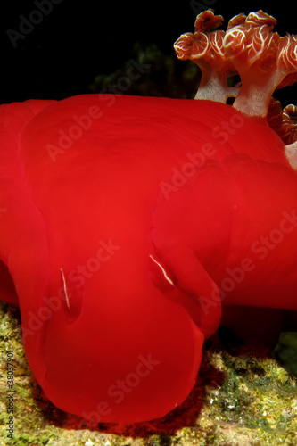 Spanish dancer (hexabranchus sangeuineus) photo