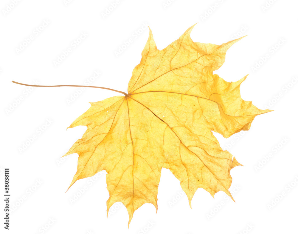 dry maple autumn leaf isolated on white dry maple autumn leaf isolated on white