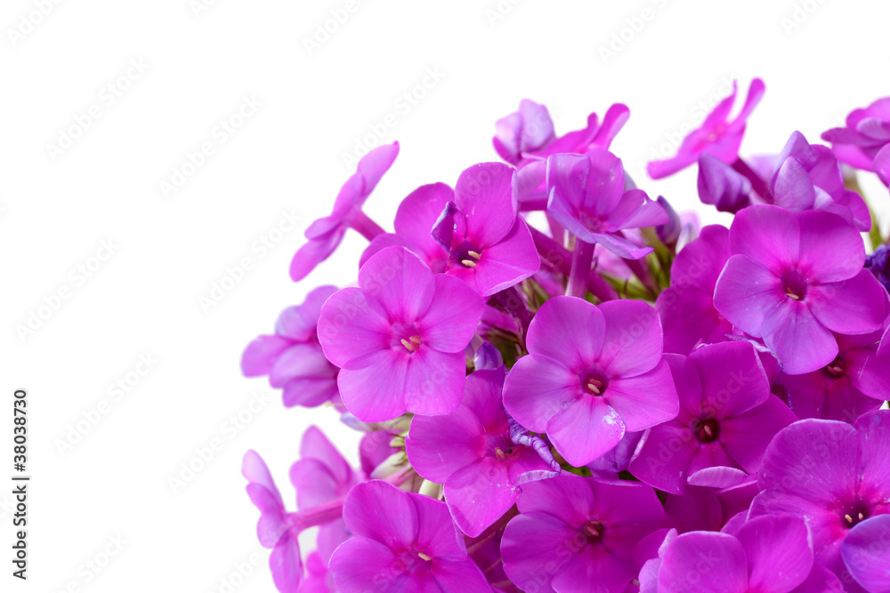 phlox flower isolated on white