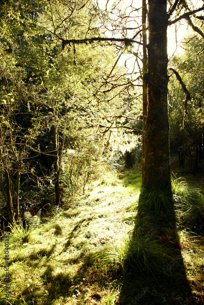 Fototapeta premium Forest