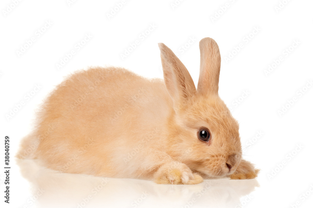 Cute rabbit Cute rabbit