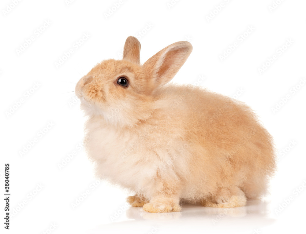 Cute rabbit