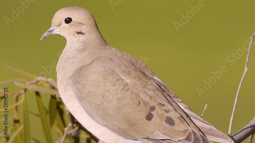 Mourning Dove Close Up