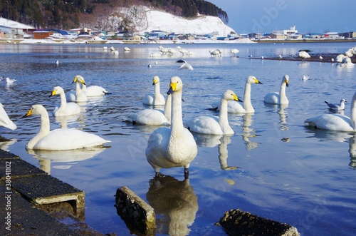 SWAN a flock 越冬の群れ