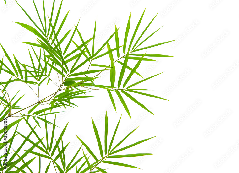 Fototapeta premium bamboo with isolated white background