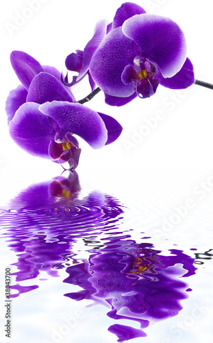 Fototapeta Naklejka Na Ścianę i Meble -  orchidée pourpre