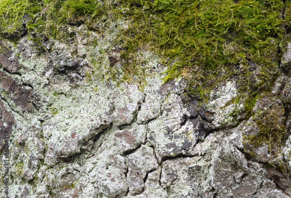 wood moss background