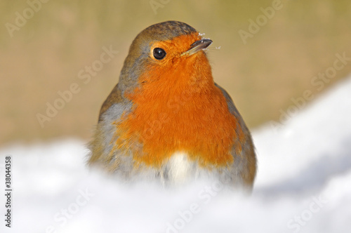 Robin in snow © philip kinsey