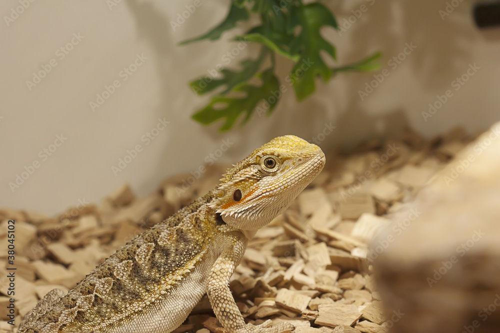 Bearded dragon