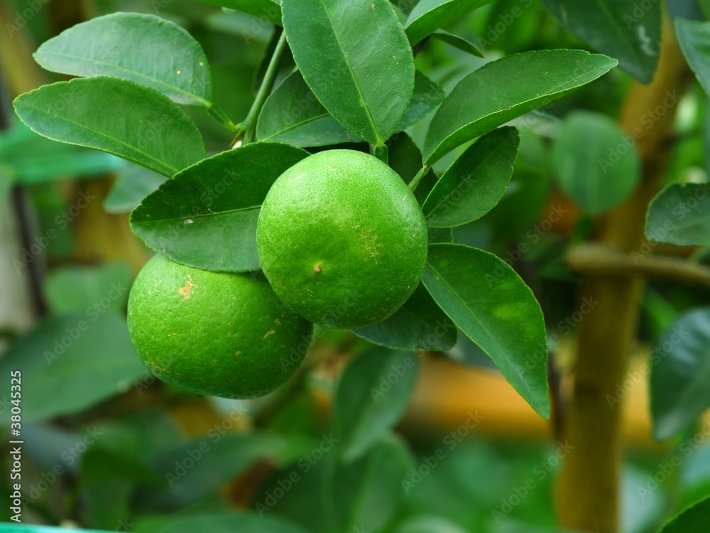 fresh green lemon