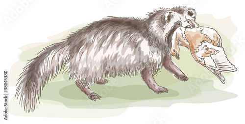 Raccoon dog with a bird.