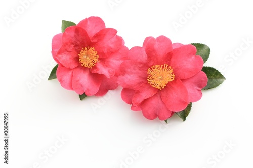 Fototapeta Naklejka Na Ścianę i Meble -  サザンカ