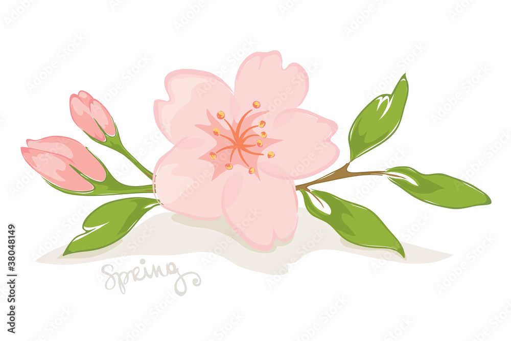 Spring flower Spring flower