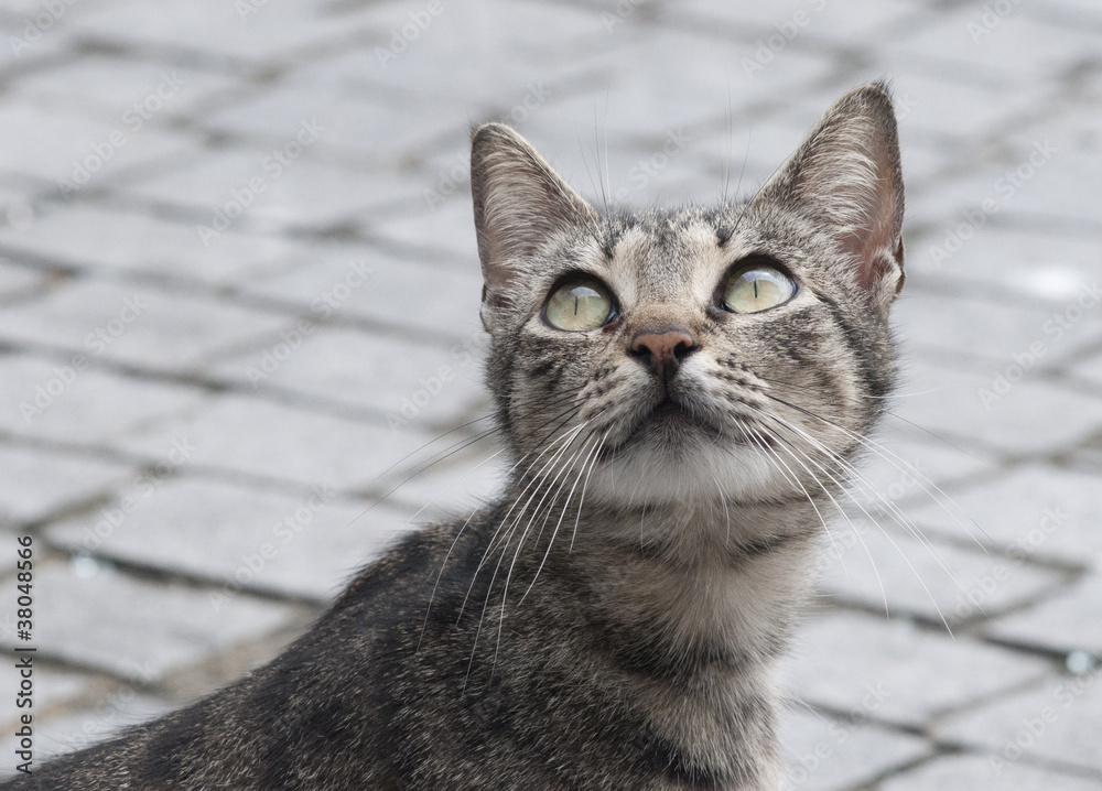 wild cat from Porto streets