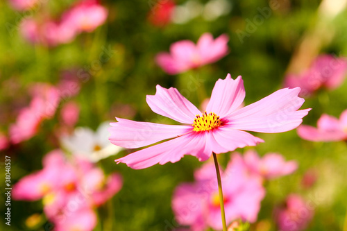 pink flower © lightofchairat