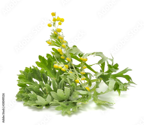 Wormwood with Flowers Isolated on White Background