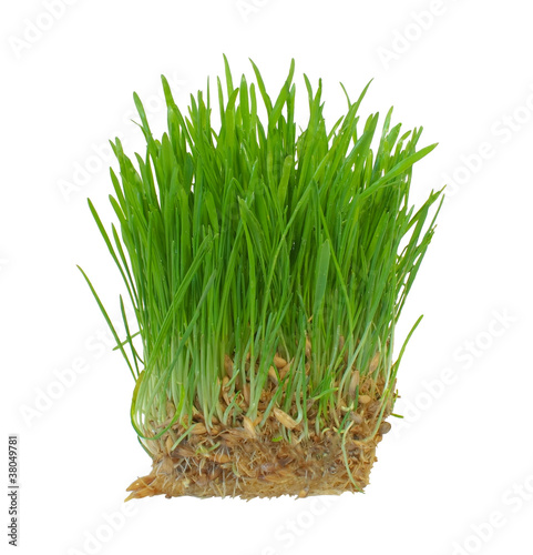 Sprouts of a young green grass. Isolated on white background