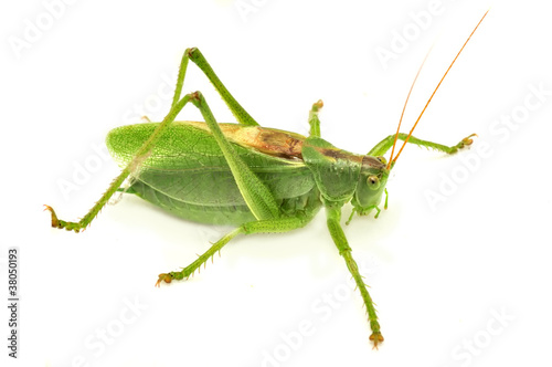 Green Grasshopper Isolated on White Background