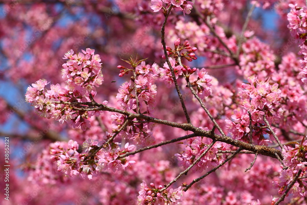 pink flowers