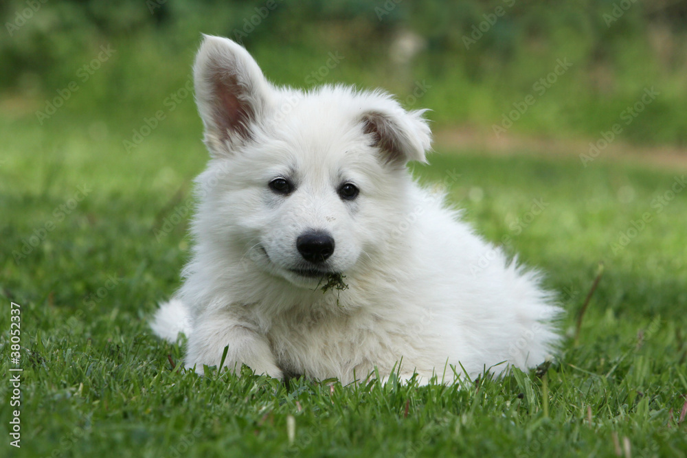 stranges ears of the young white swiss shepherd dog stranges ears of the young white swiss shepherd dog