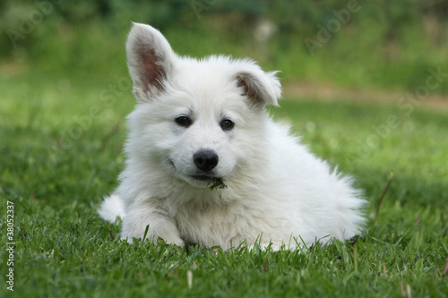 stranges ears of the young white swiss shepherd dog