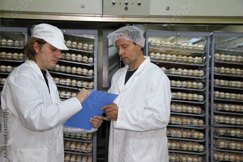 Farmers working in incubator, chicken eggs