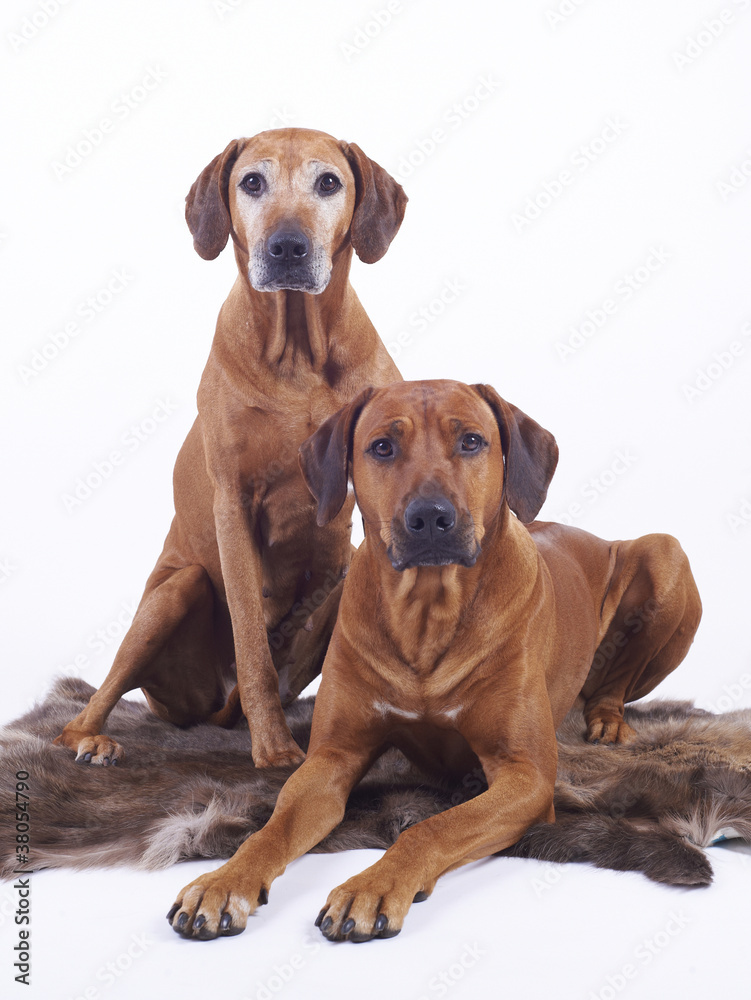 rhodesian ridgeback hounds, female 8 and male 3 years old