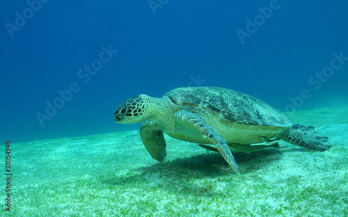 Meeresschildkröte © dieter76