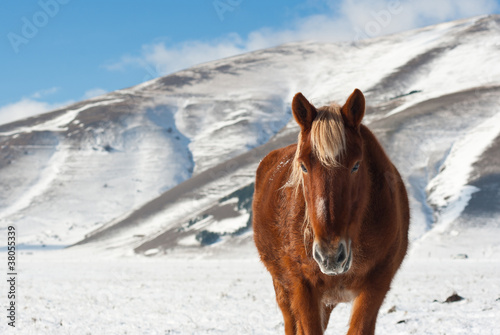 Beautiful free red stallion on a winter background.