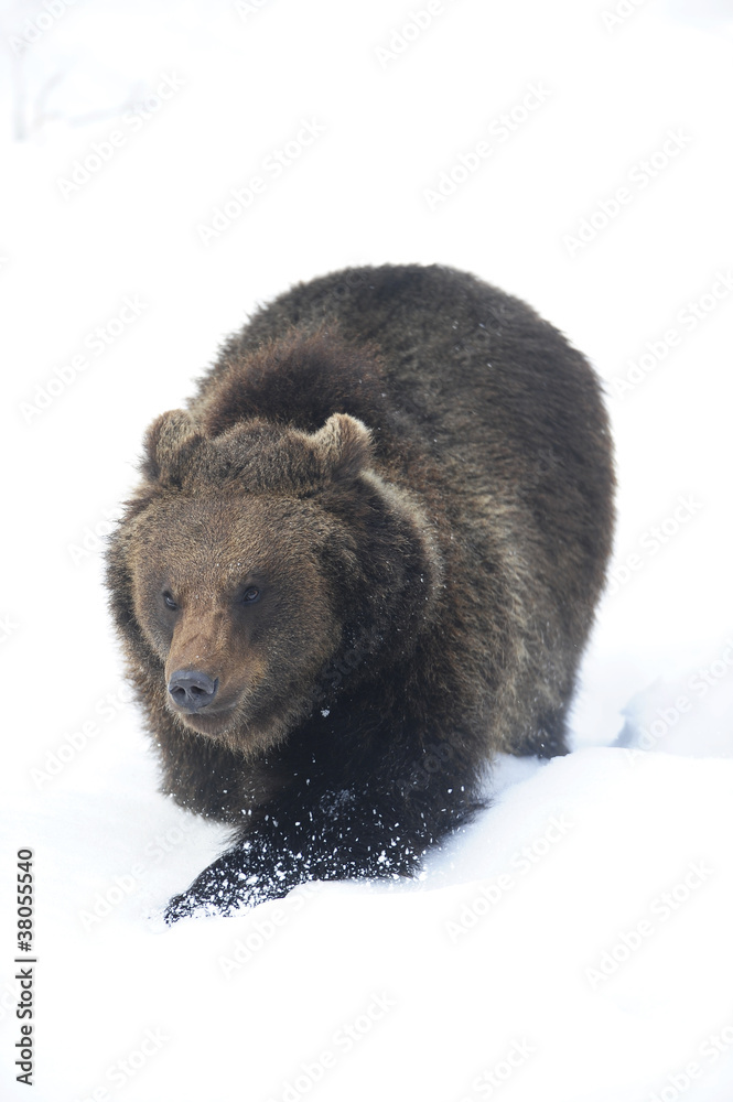 Obraz premium Bär trabt im Schnee