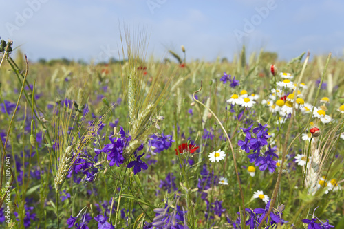 Wheat field with flowers