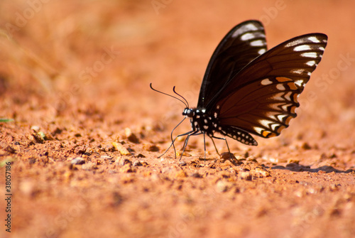Lonely butterflt on ground photo
